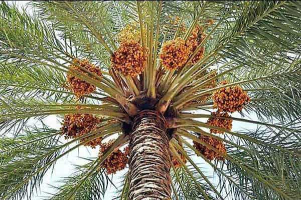 تصویر 4 از خرما زاهدی درشت با تضمین کیفیت برای پخش عمده